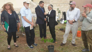 Tree Planting in Safed